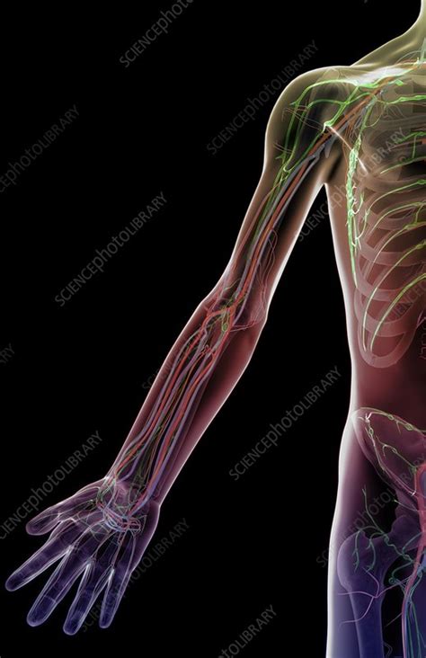 The Blood And Lymph Vessels Of The Arm Stock Image C0082844