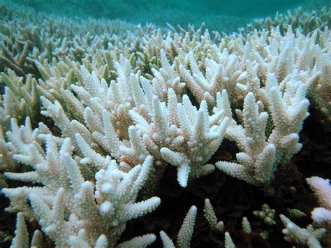98 Great Barrier Reef Coral Has Been Affected By Bleaching World