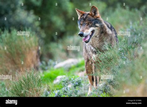 Iberian Wolf Portrait Stock Photo Alamy