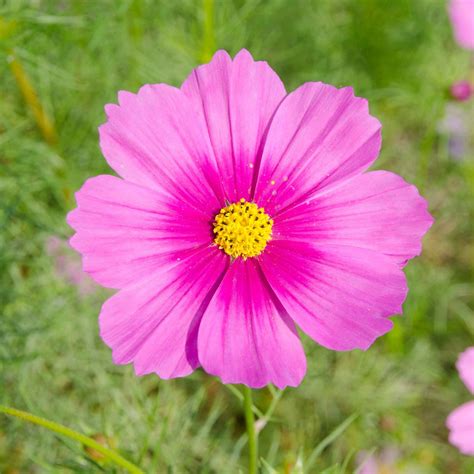 Cosmos Seeds Radiance Flower Seeds In Packets And Bulk Eden Brothers