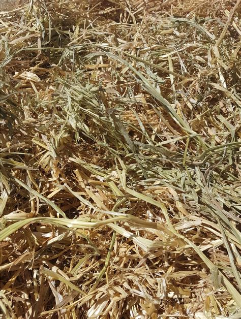 Oaten Hay 8x4x3 1000 X 500 Kg Approx Bales Hay And Fodder