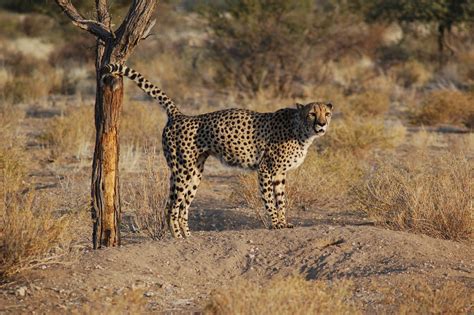 Check out the King Cheetah, an extremely rare type of cheetah spotted ...