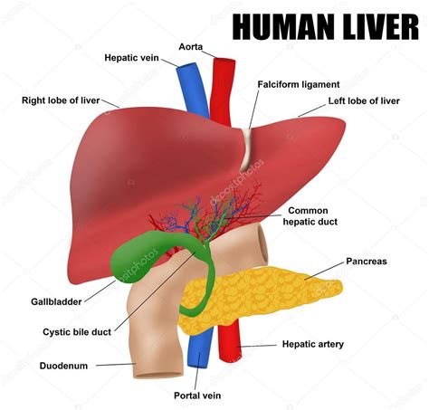 Anatomía Del Hígado Humano 2023