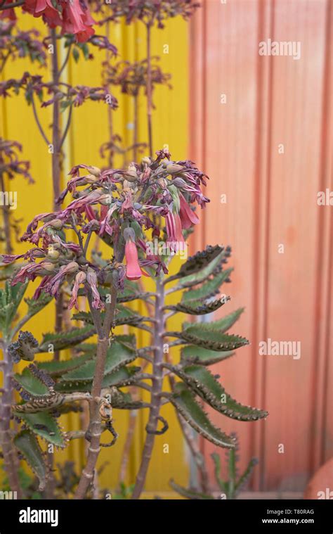 Kalanchoe х Houghtonii In Bloom Stock Photo Alamy