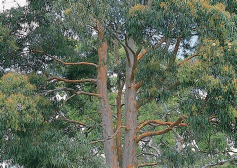 Sydney Red Gum Angophora Costata Tree Range By Plant Native