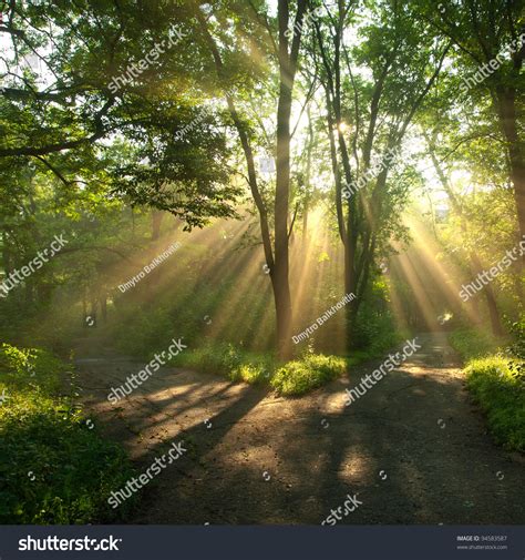 Green Landscape With Sun Rays Shining Through Branches Of Trees Forest