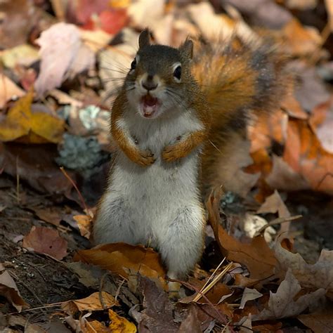 Angry Red Squirrel Flickr Photo Sharing