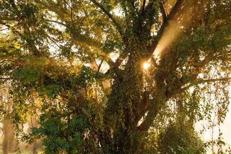 Beams Of Morning Sun Filtering Through The Tree Crystal Valley