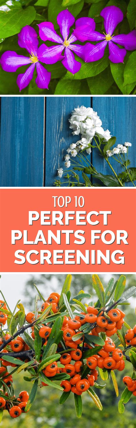 10 Great Plants For Garden Screening Dreamley
