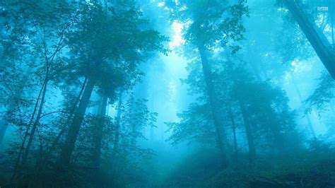 Wallpaper Sunlight Trees Forest Nature Reflection Mist