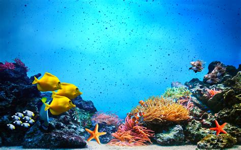 Underwater Scene Coral Reef Fish Groups In Clear Ocean Water