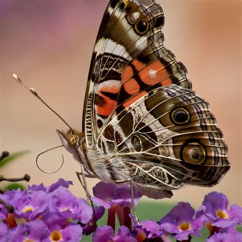 6 Butterfly Facts Butterflies Are Cool Insects Jakes Nature Blog