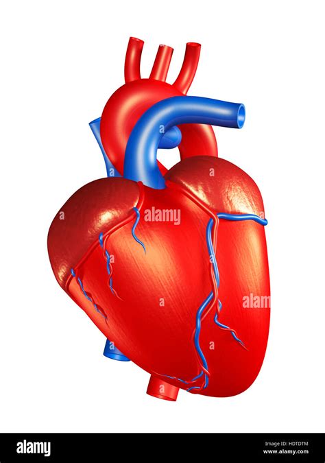 Dibujos Animados De Corazon Humano Fotos E Imagenes De Stock Alamy Images