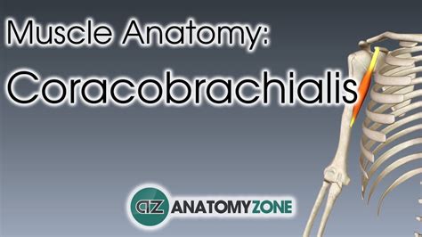 Coracobrachialis Muscle Origin Insertion Action 3d Model Anatomyzone