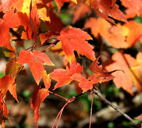 Free Images Branch Fall Flower Autumn Colorful Season Maple