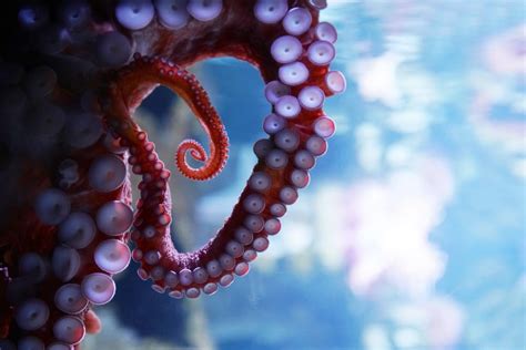 How Many Suction Cups Does An Octopus Have American Oceans