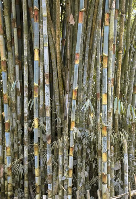 Bamboo Exhibition In Delhi Put Spotlight On The Many Ways Indias North