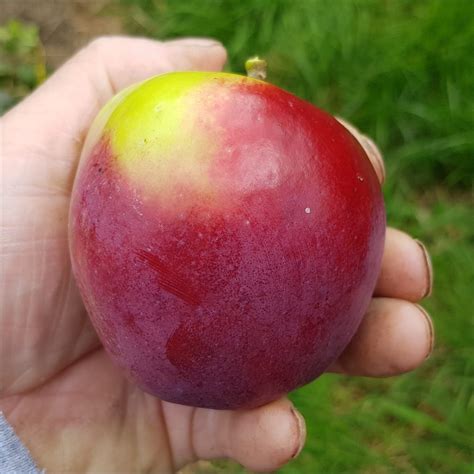 Apple Viking Variety New For 2019 The Blog Of Gb