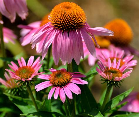 Why Fall Is The Best Time To Plant Perennials Espoma