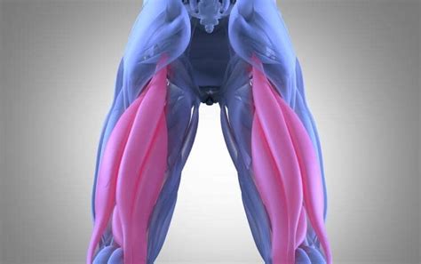 Pulled Hamstring Causes Symptoms And Treatment Reca Blog