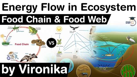Energy Flow In An Ecosystem Concept Of Food Chain And Food Web