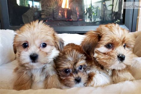 The difference between normal shih tzu puppies and their prapso brothers and sisters begins to show by six or seven weeks of age. Shorkie puppy for sale near Madison, Wisconsin. | 6b2d3f98-5a41
