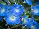 Care Of Morning Glory Plants - How And When To Plant Morning Glories