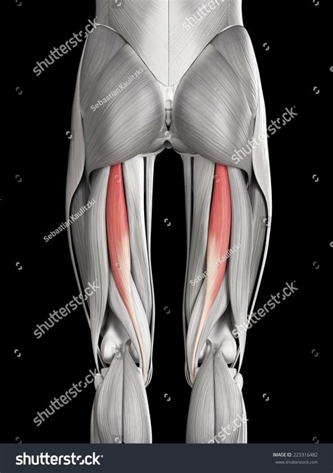 Human Muscle Anatomy Semitendinosus ภาพประกอบสต็อก 223316482