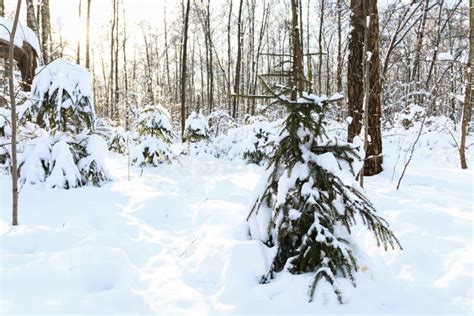 Winter Forest Daytime Landscape Snow Stock Photo Image Of Snowy