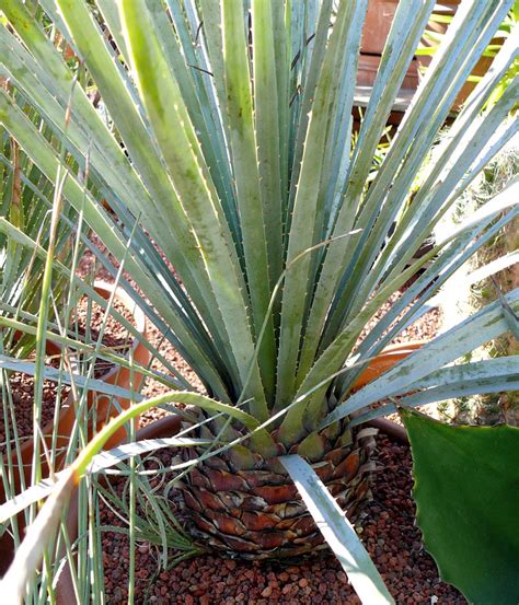 It seeps deep into the soil, offering lasting nourishment to thirsty roots. Dasylirion wheeleri - Cactus Jungle