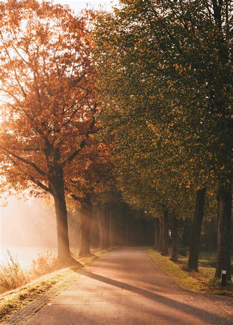 Autumn Wallpaper 4k Sunlight Sun Rays Foggy Morning Road Nature
