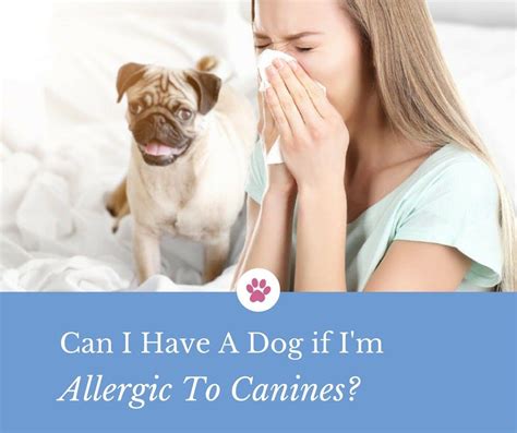 Can I Have A Dog If Im Allergic To Canines Allergic To Dogs Canine