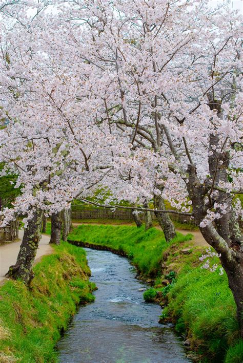 10 Plantas Japonesas Para Crear Un Jardín Zen Architectural Digest
