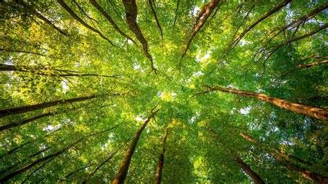 Desktop Wallpaper Green Trees Forest Leaves Spring 4k Hd Image