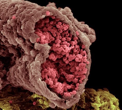 Real Microscope Human Cell Micropedia