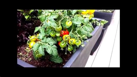 How To Grow Tomatoes In Small Spaces Youtube