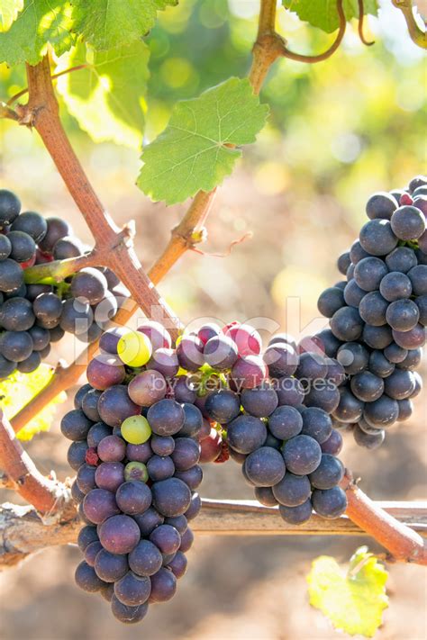 Bunches Of Red Wine Grapes Hanging On Grapevine Stock Photo Royalty