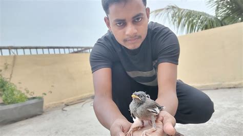 We Rescue A Baby Mynah Bird 🐦🐦🐦🐦 Youtube