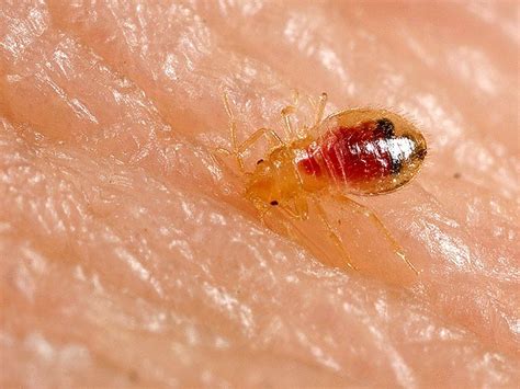 Bed Bug Extermination Las Vegas Nv American Pest Control