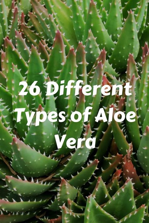 62 Different Types Of Aloe Vera With Photos Aloe Vera Plant Indoor