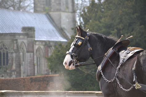 59 Sledmere Diana Infront Of The Church Heavy Horse World