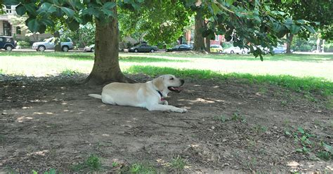 Popular Dogs As Trees That We Can Plant In Your Yard For Free
