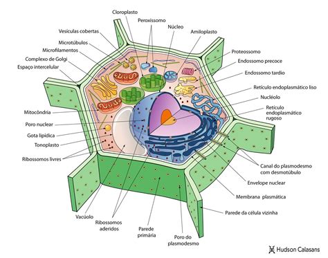 Estrutura Células Animais E Vegetais Detalhes Científicos