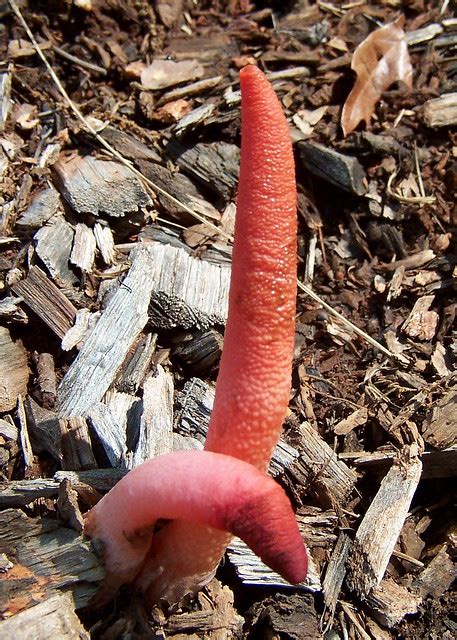 phallaceae mutinus elegans elegant stinkhorn fungi flickr photo sharing