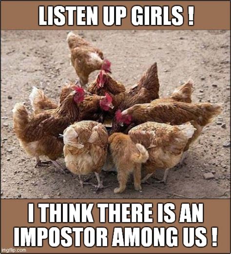 Aint Nobody Here But Us Chickens Imgflip