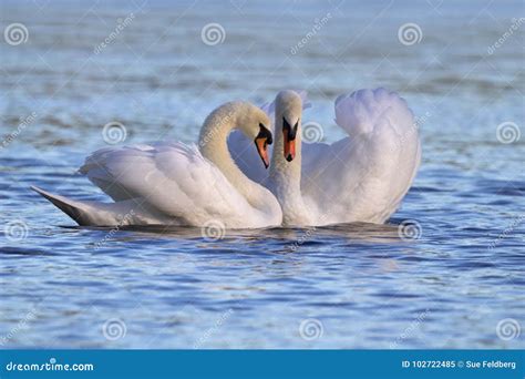 Swans In Love Stock Image Image Of Swimming Animal 102722485