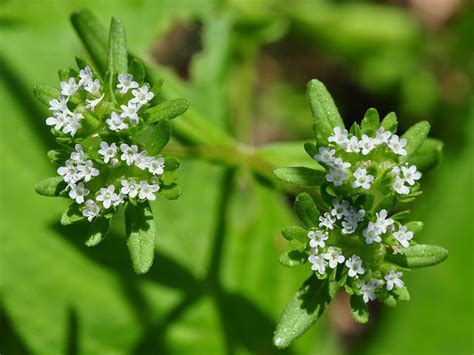 http://www.delawarewildflowers.org/plant.php?id=2081