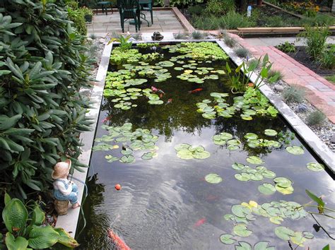 Big Koi Fish Pond Design Ideas Home Trendy
