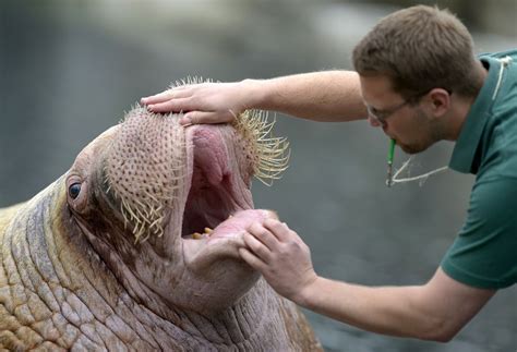 Walrus In Chinese Wildlife Park Kills 2 People In Front Of Horrified