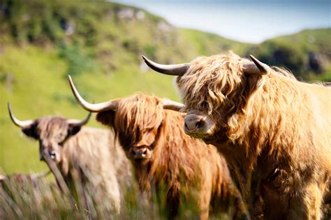 Become A Member — Highland Cattle Society